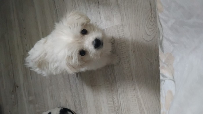 Bichon Maltez