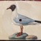 FOTODISC/CARTE POSTALA SI MINIDISC /PESCARUS(LARUS RIDIBUNDUS)