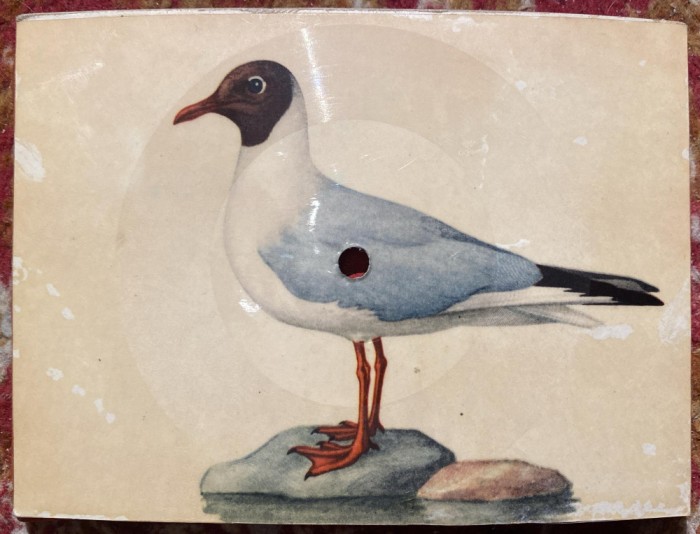 FOTODISC/CARTE POSTALA SI MINIDISC /PESCARUS(LARUS RIDIBUNDUS)