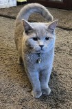 Motan British shorthair