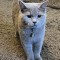 Motan British shorthair