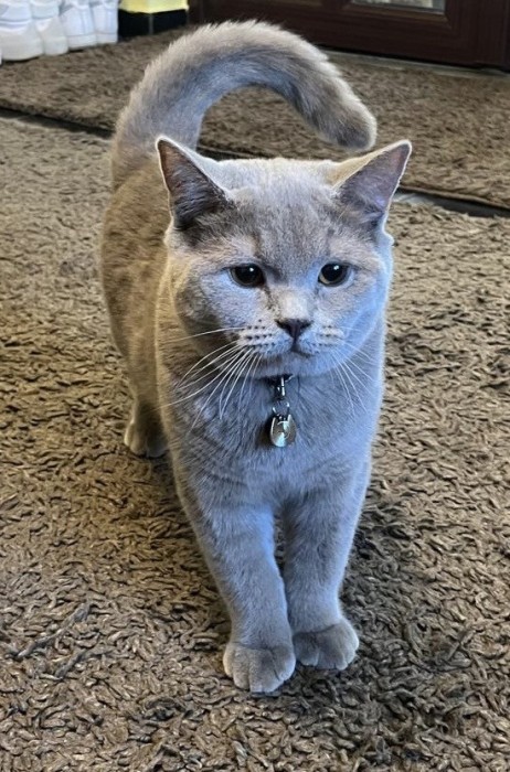 Motan British shorthair