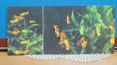 RSR - FLORI SALBATICE DIN STATIUNEA PIRIUL RECE - VEDERE DUBLA - NECIRCULATA. foto