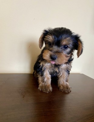 Puiuț Yorkshire terrier foto