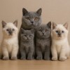 Pui Pisica British Shorthair Blues/Colorpoint, Vaccinati, Deparazitati, Carnet Sanatate, Invatați la Litiera