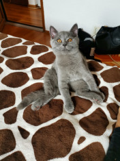 British Shorthair Grey foto