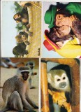 Bnk cp Fauna - Maimute - lot 12 carti postale *, Necirculata, Printata