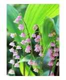 Radacini Convallaria Majalis Rosea, Lacramioare roz, I