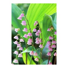 Radacini Convallaria Majalis Rosea, Lacramioare roz, I