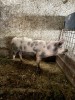 Porc de vânzare