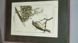 30 PLANSE CARACTER EDUCATIV. din FAUNA ROMANIEI. vechime cca. 60 ani 33 x 25 cm la geam