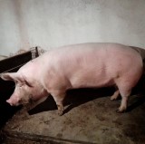 Vand Porc Carne crescut natural Adjud Vrancea
