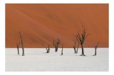 Tablou Canvas, "Tăcerea arborilor &icirc;n deșertul alb", Arbori, Deșert, Singurătate, Arid, Contrast, Umbre, Natură, Tăcere, Imobilitate, Peisaj., 39 x 26