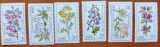 GERMANIA-DDR-1963"FLORA:FLORI CRIZANTEME"-SET COMPLET-6V.-MNH-NESTAMP--Scan