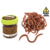 Rame (earthworms), Baracuda