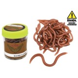 Rame (earthworms), Baracuda