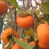 Kaki O&#039;Gosho, rezistenti la ger, altoiti, nu sunt astringenti !