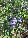 Vand prune pletoase, 0,50 bani/kg, tel.0774 924 721