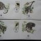 Belize-WWF Maimute-set complet FDC