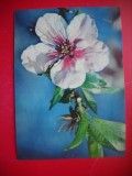 HOPCT 25091 FLORI- FELICITARE ANIVERSARA -CP VECHE -IP--INTREG POSTAL - ROMANIA - CIRCULATA