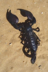 Emperor Scorpion (Pandinus Imperator) in Accra Ghana Journal: 150 Page Lined Notebook/Diary foto