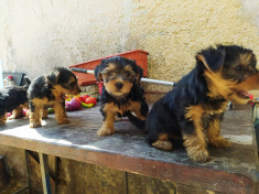 Terrier Yorkshire foto