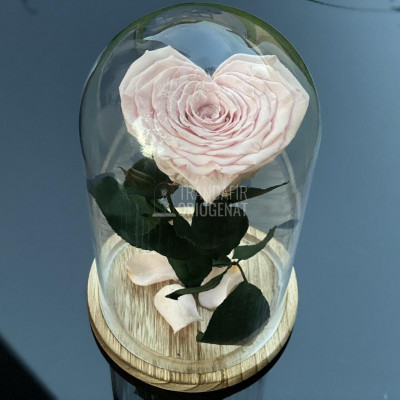 Trandafir Criogenat inima roz pal &amp;Oslash;9cm in cupola 12x25cm foto