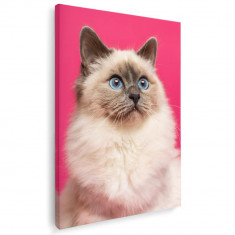 Tablou pisica birmaneza cu ochi albastri pisici Tablou canvas pe panza CU RAMA 80x120 cm