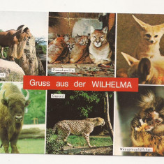 FG3 - Carte Postala -GERMANIA - Stuttgart, Wilhelma, necirculata