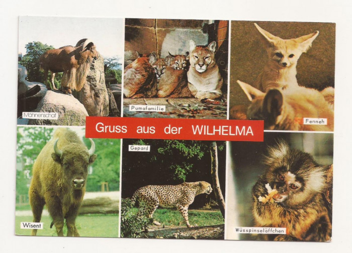 FG3 - Carte Postala -GERMANIA - Stuttgart, Wilhelma, necirculata