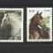 BRAZILIA 2016 FAUNA ANIMALE DOMESTICE CAI