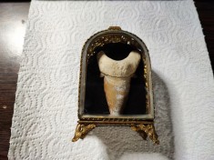 Fosila preistorica de dinte de rechin megalodon in cutie de prezentare foto