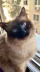 Motan birmanez pentru monta ! foto