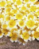 Seminte Limnanthes Douglasii, Floare Ochi de Păpușă, 15 seminte, Seminte de Gradina