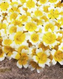 LIMNANTHES DOUGLASII / 15 seminte pt semanat