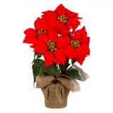 Ghiveci Decorativ Crăciun, Crăciunițe, Diametru 13x&Icirc;nălțime 50 cm, Roșu