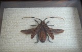 &quot;Aristobia approximator&quot; coleopter in caseton taxidermie