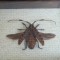 &quot;Aristobia approximator&quot; coleopter in caseton taxidermie