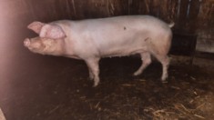 Porc de vanzare foto