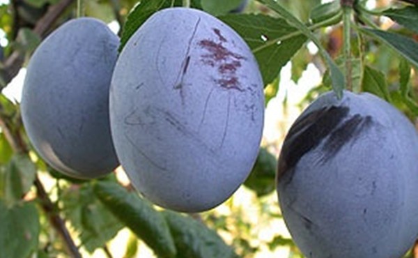 Prun &ndash; Soiul Tophit