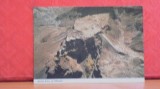 ISRAEL - VEDERE AERIANA A MASADA - CIRCULATA.