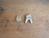 2 molari de Bovoidea Pliocen