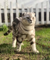 Motan Scottish Fold pt. monta imperechere foto
