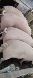 Porci de carne pentru Crăciun