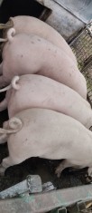 Porci de carne pentru Crăciun