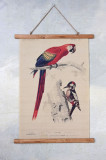 Poster mare din in cu un papagal si o ciocanitoare LUP102
