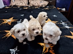 bichon maltez foto