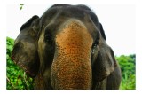 Tablou Canvas, "Un elefant &icirc;n inima junglei", Elefant, Natural, Majestuos, Impresionant, Urechile, Riduri, Ochi, Verdeață, 39 x 26 cm, CMCLASS