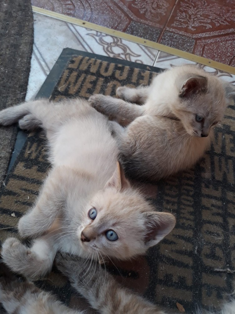 Vand pui pisica birmaneza! tel 0769886665  arhiva Okazii.ro