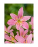 Bulbi Crinul Ploii Habranthus Robustus, Roz, 4/5 cm, Planta Perena de Gradina, Usor de Intretinut